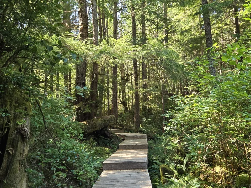 Wooden boardwalk through lush rainforest along the hot springs trail