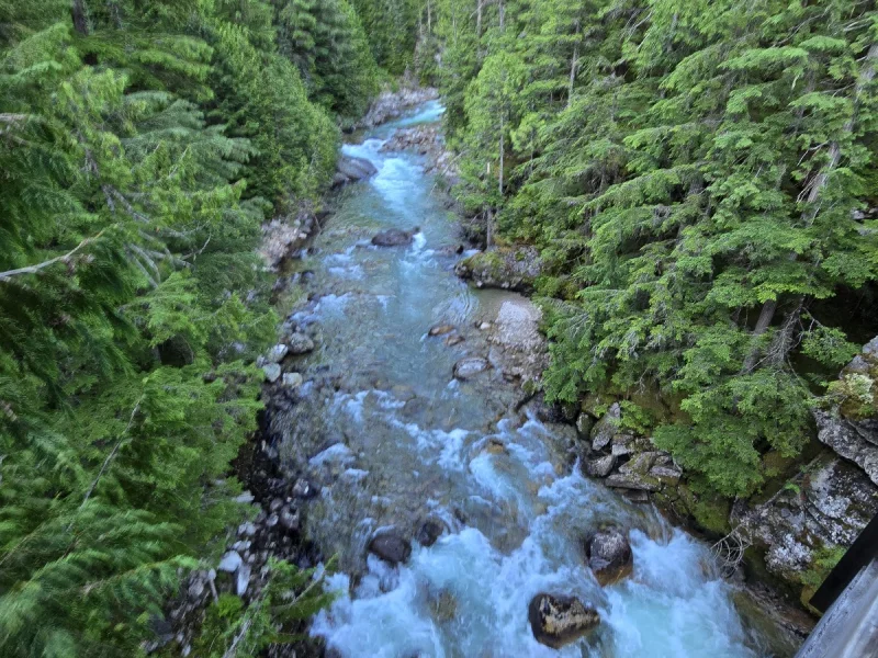 Turquoise glacial river rushing through narrow canyon surrounded by old-growth forest
