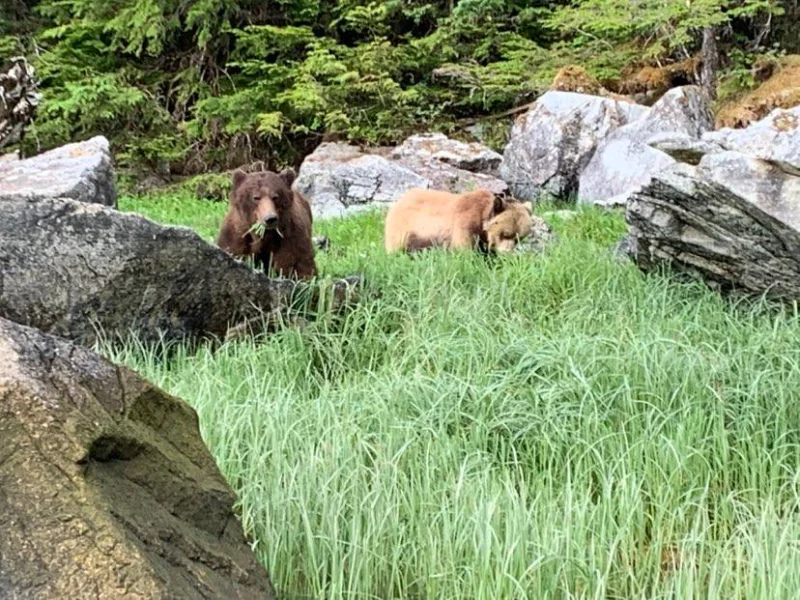 Wild bears in lush grass near rocky wilderness at Eucott Bay Hot Springs